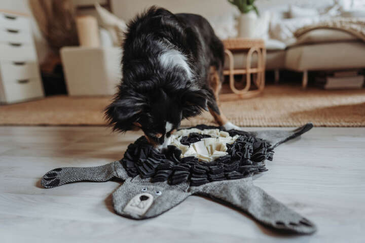 HUNTER "BILLUND" Schnüffelteppich Bär